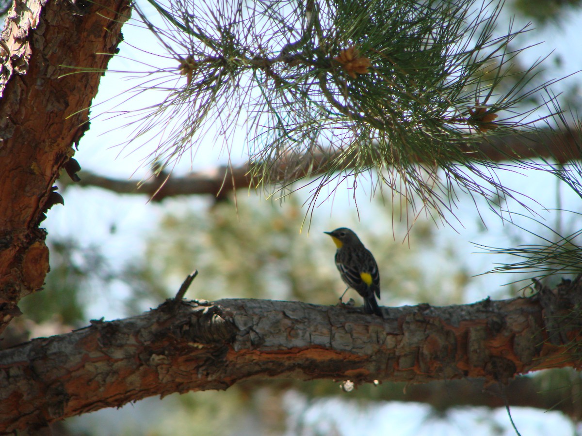 Yellow-rumped Warbler - ML300123121