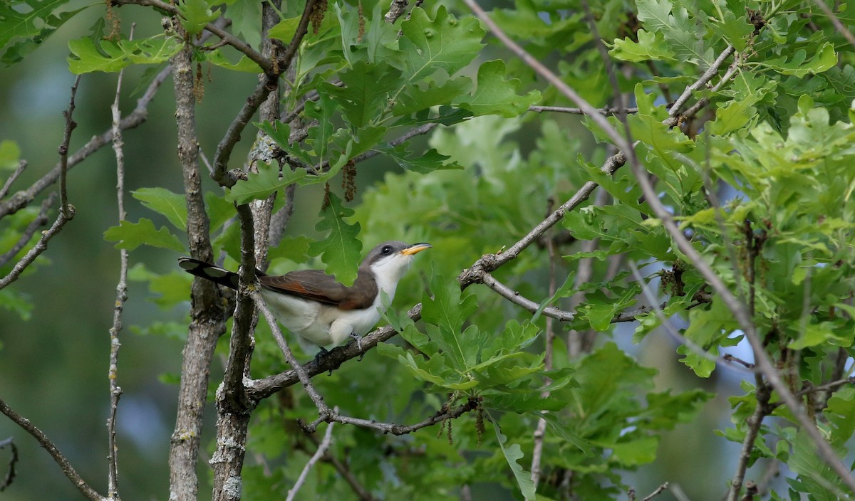 Yellow-billed Cuckoo - ML30012431