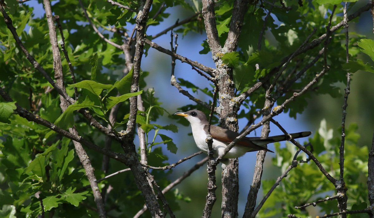 Yellow-billed Cuckoo - ML30012441