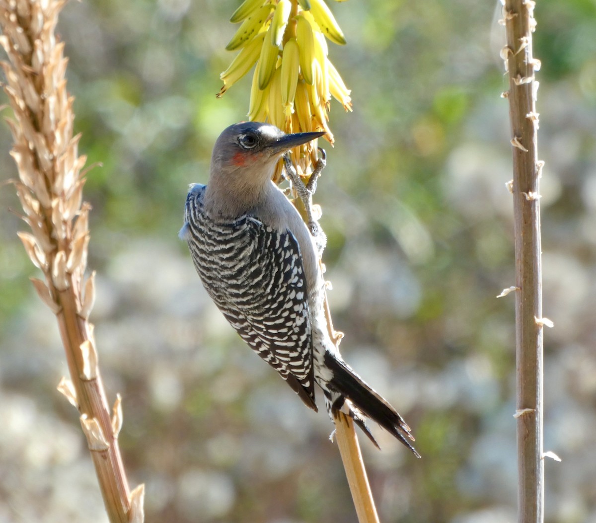 Gray-breasted Woodpecker - Mary Jane Gagnier