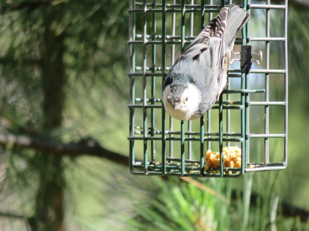 White-breasted Nuthatch - ML30012581