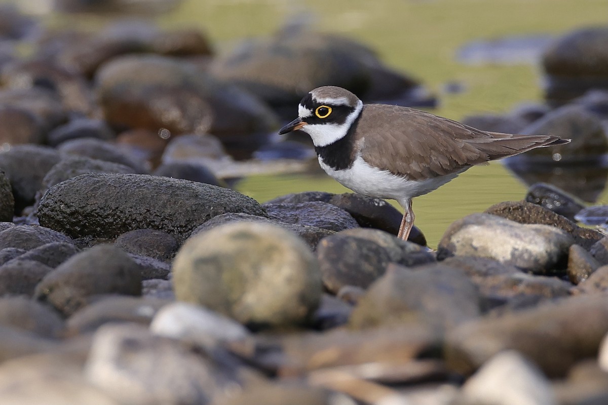 Little Ringed Plover - ML300126451