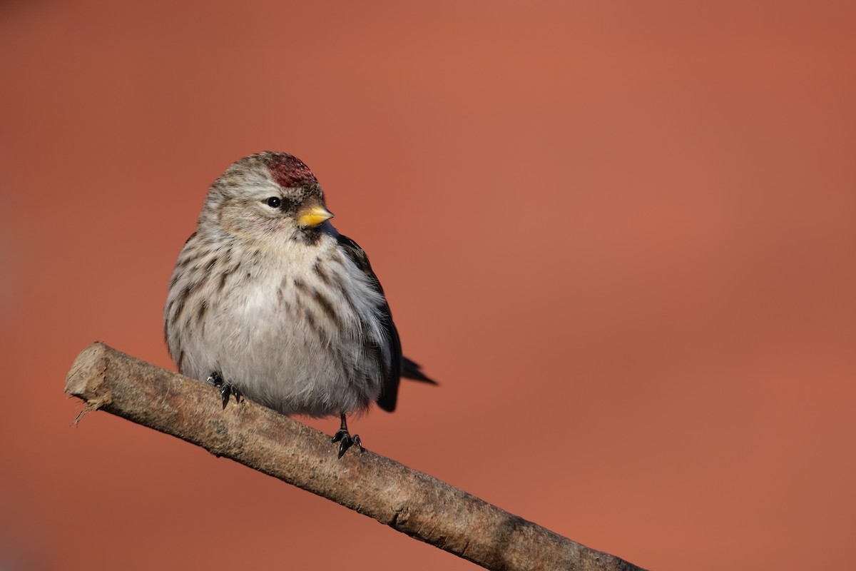 Redpoll (Common) - Lucas Eckert