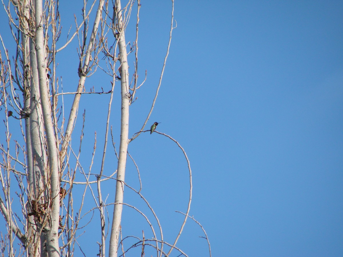 Costa's Hummingbird - ML300129471