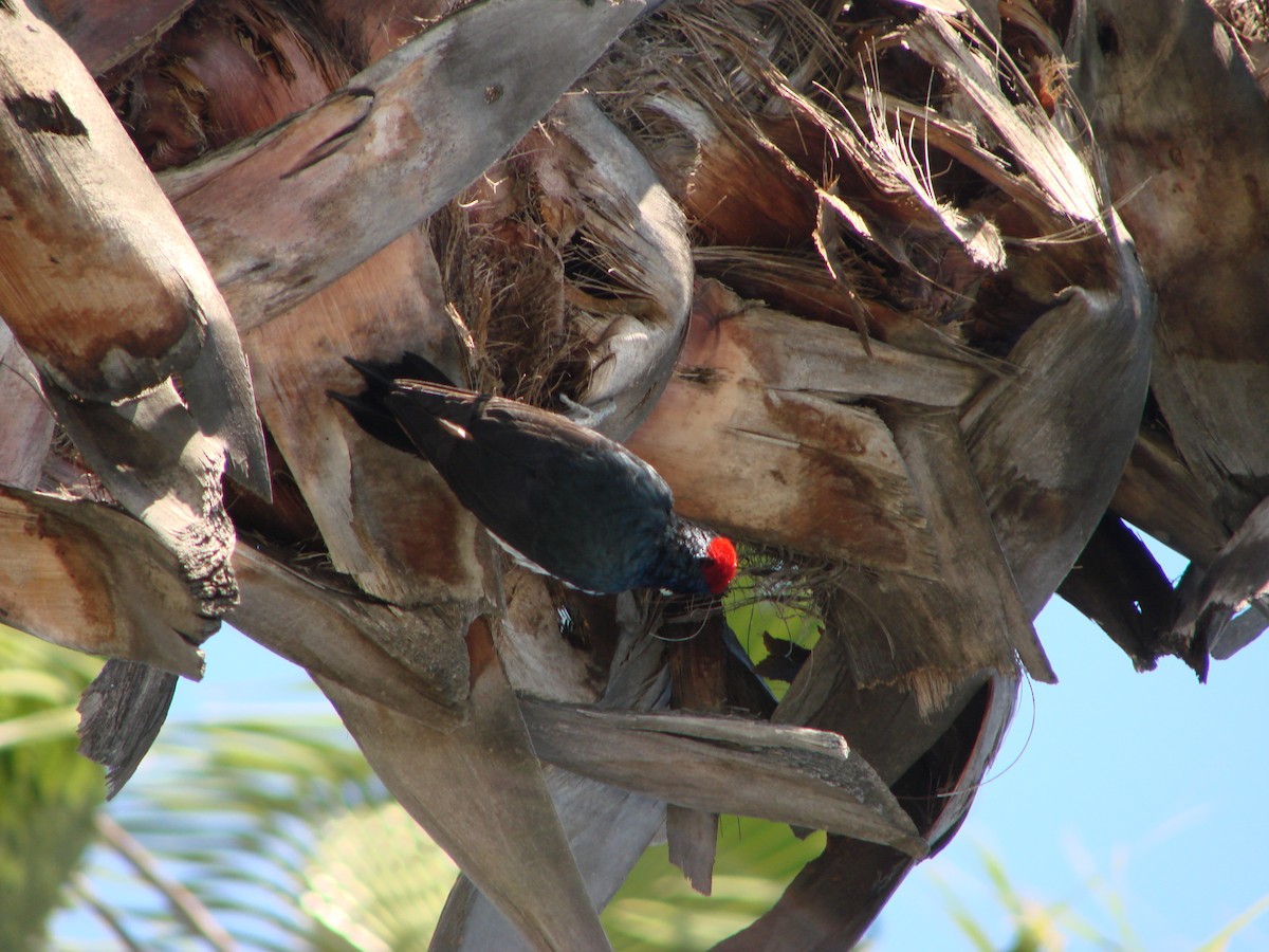 Acorn Woodpecker - ML300129531