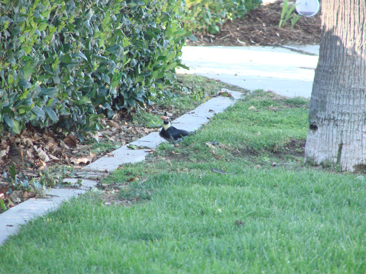 Acorn Woodpecker - ML300129541
