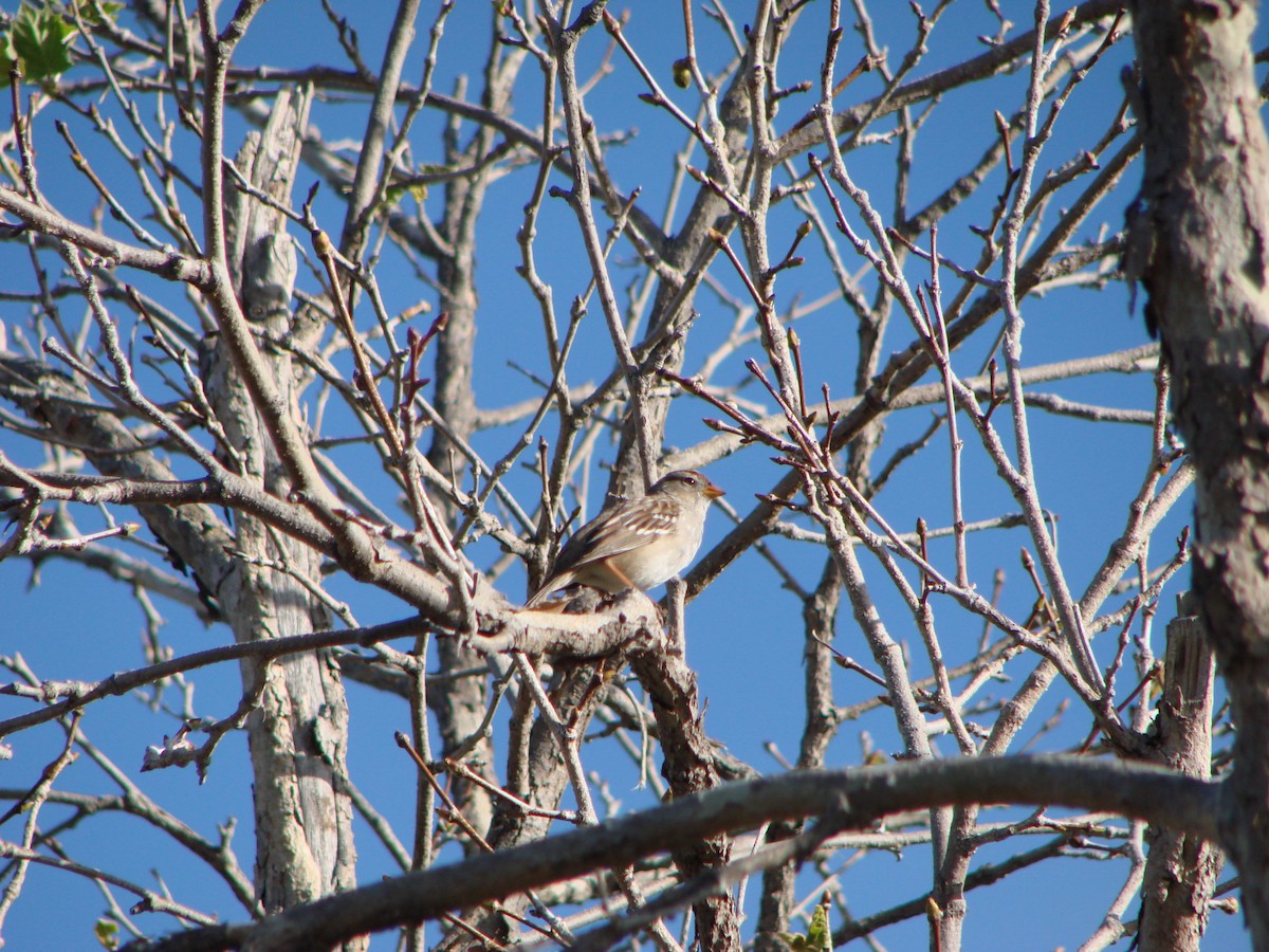 White-crowned Sparrow - ML300129681