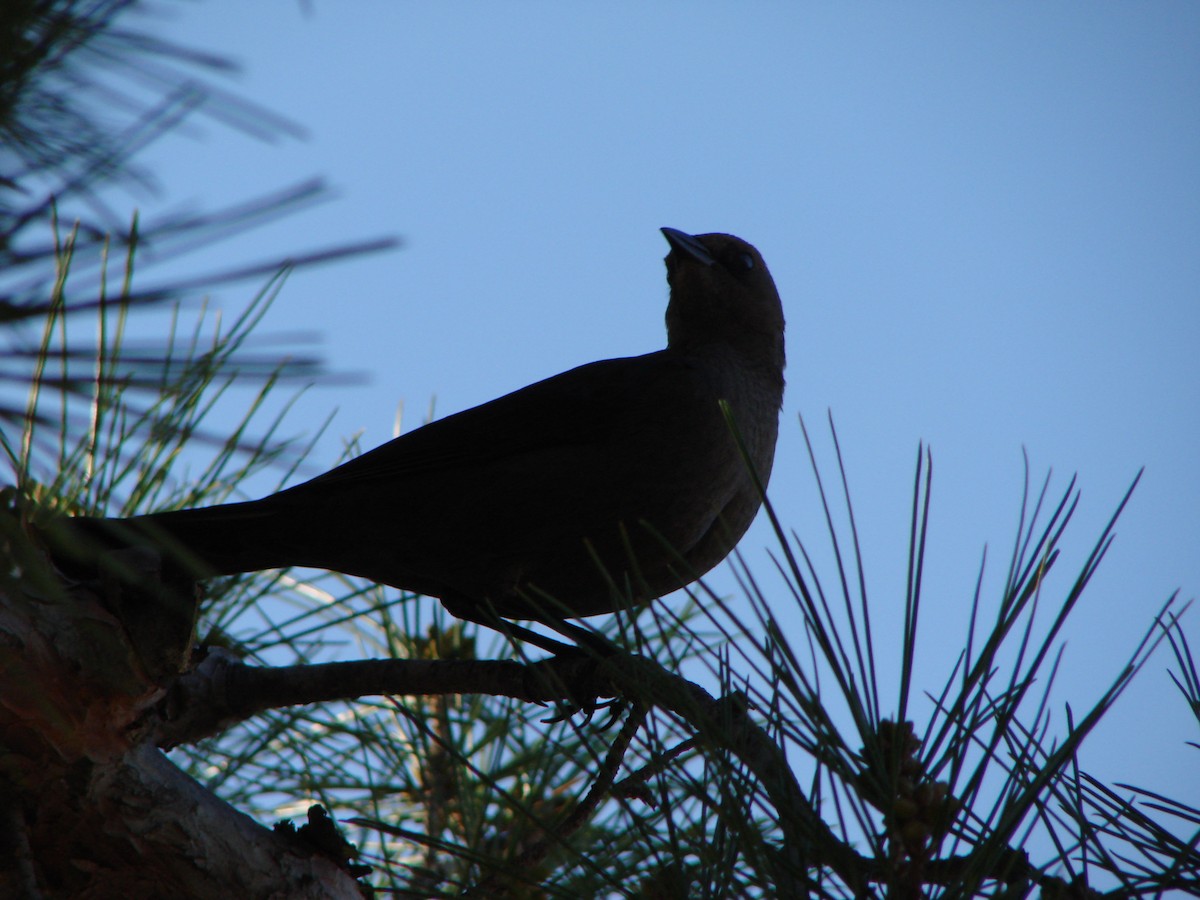 Brown-headed Cowbird - ML300129851