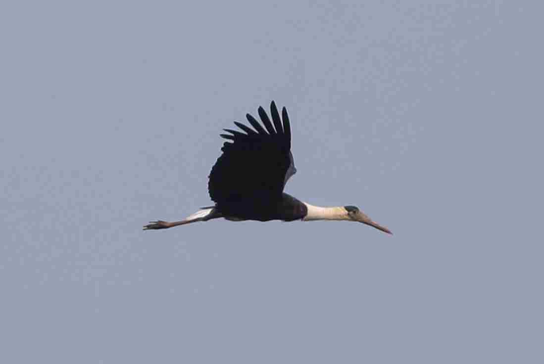 Asian Woolly-necked Stork - ML300130151