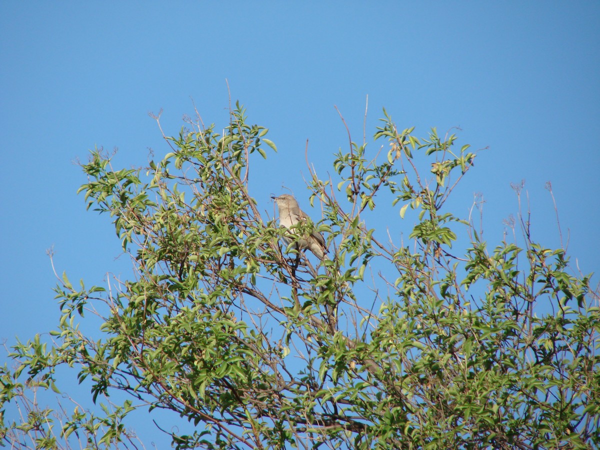 Northern Mockingbird - ML300131851