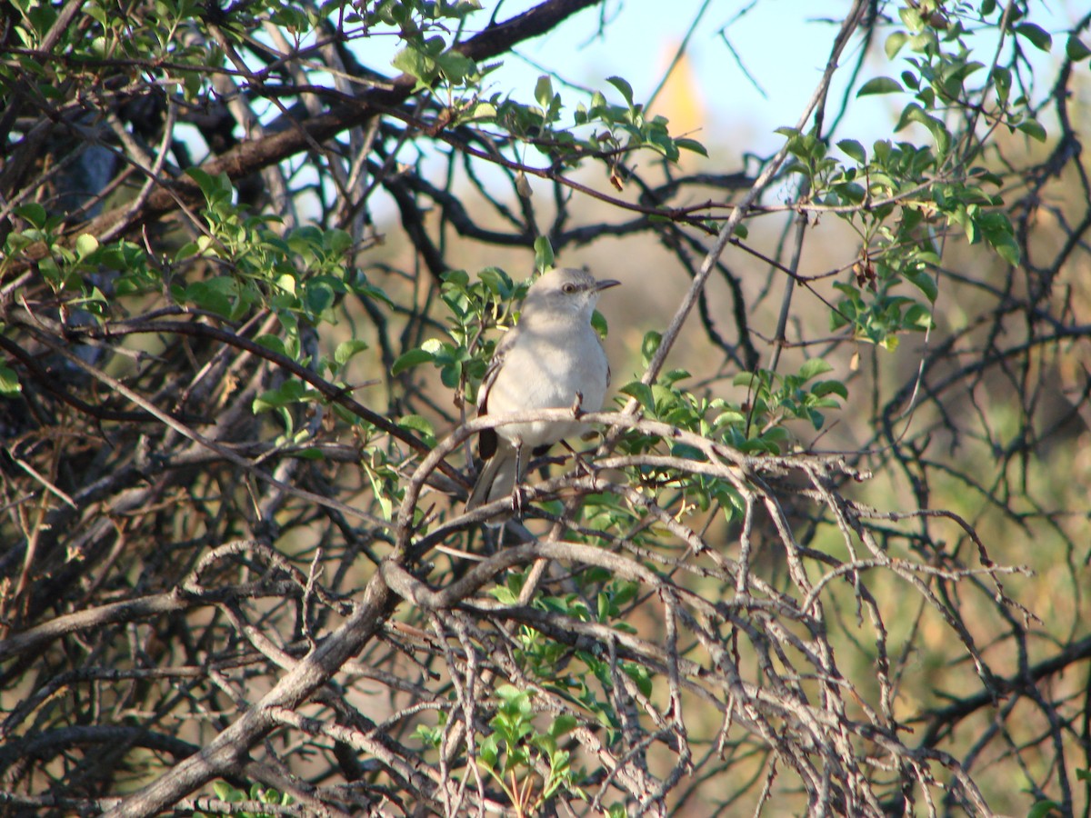 Northern Mockingbird - ML300132181
