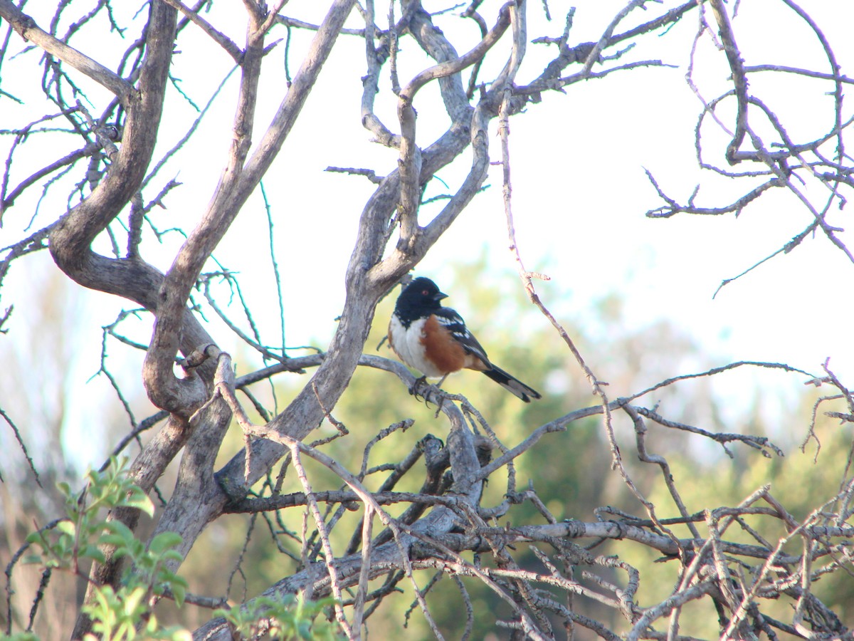 Spotted Towhee - ML300132271