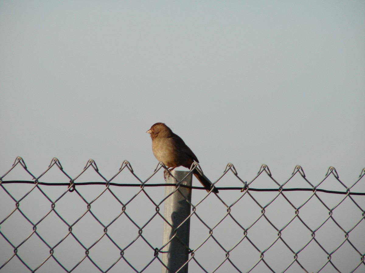 California Towhee - ML300132281