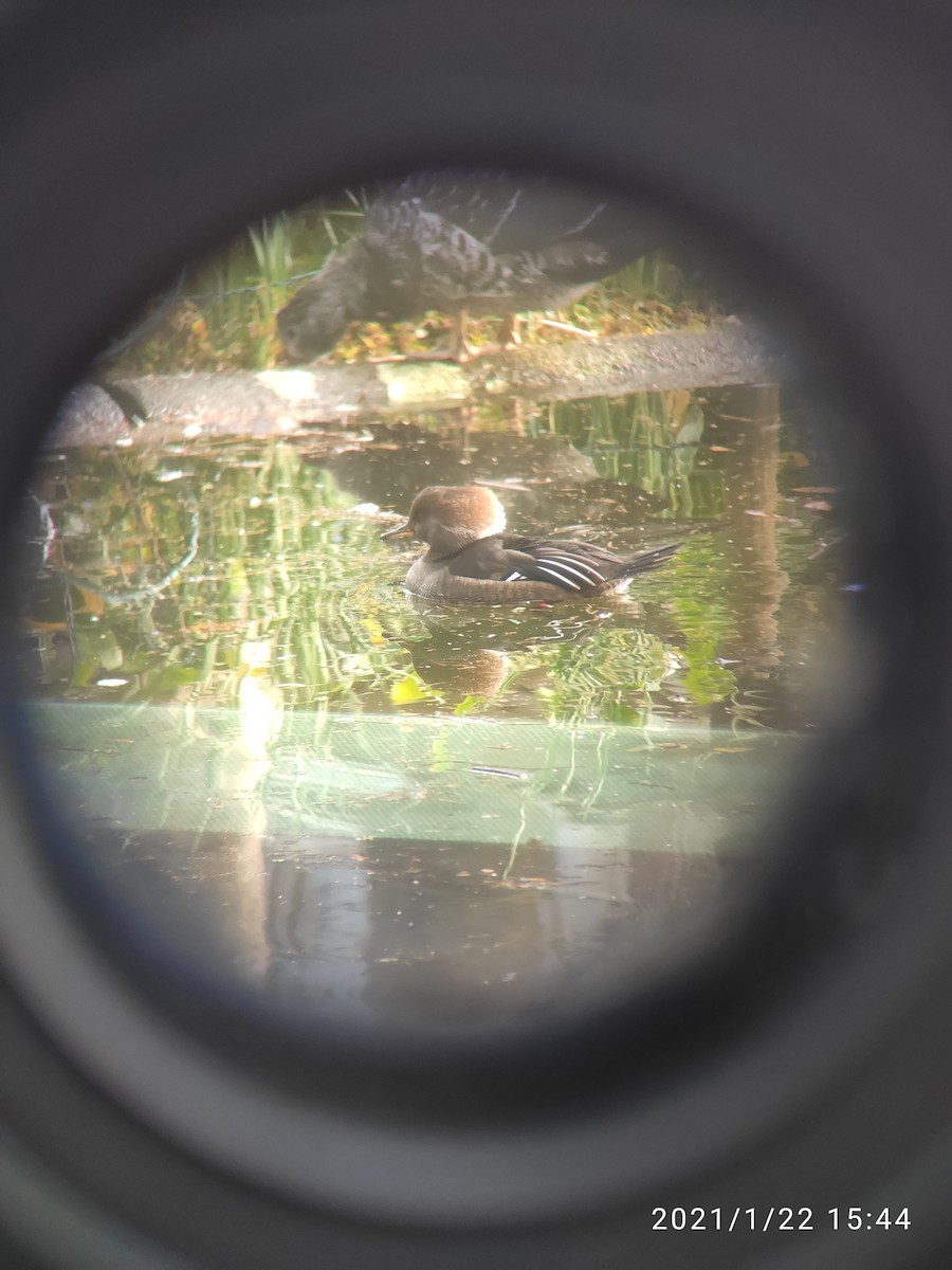 Hooded Merganser - ML300133751