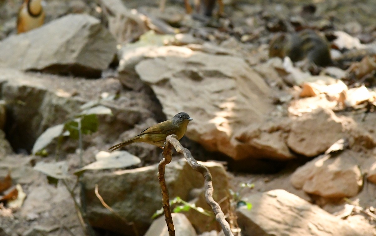 Brown-cheeked Fulvetta - thikumporn tantivimongkol