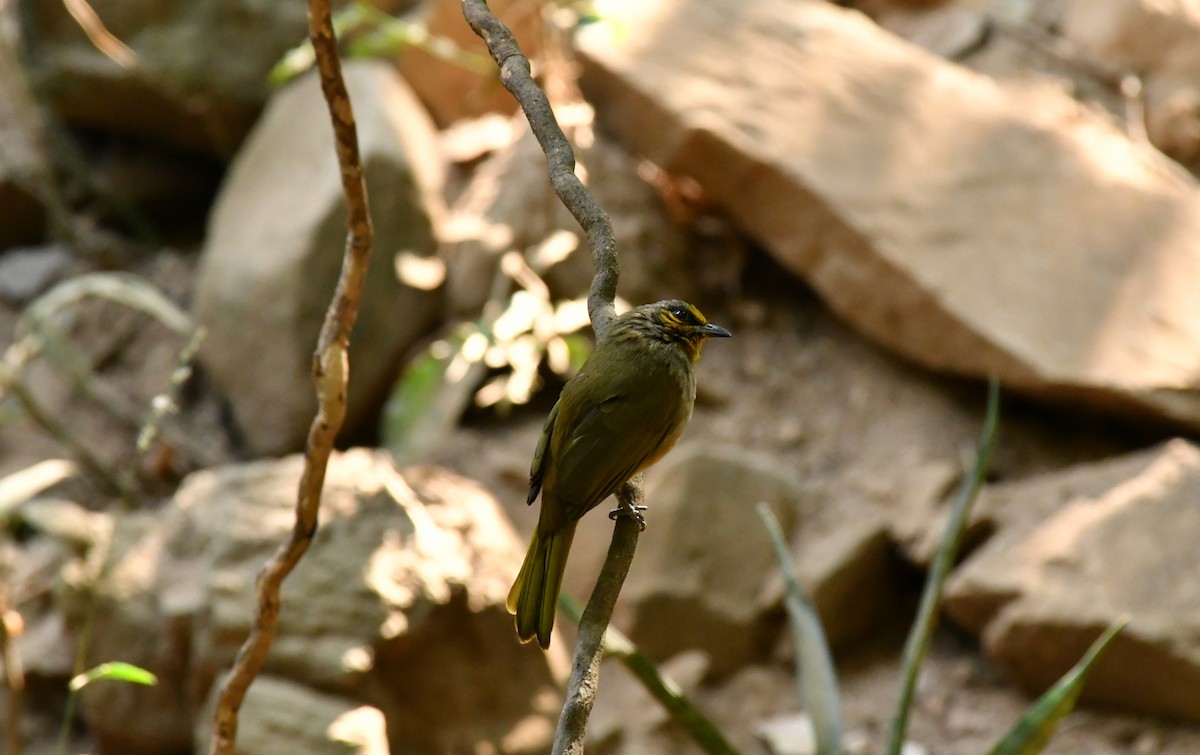 Stripe-throated Bulbul - thikumporn tantivimongkol