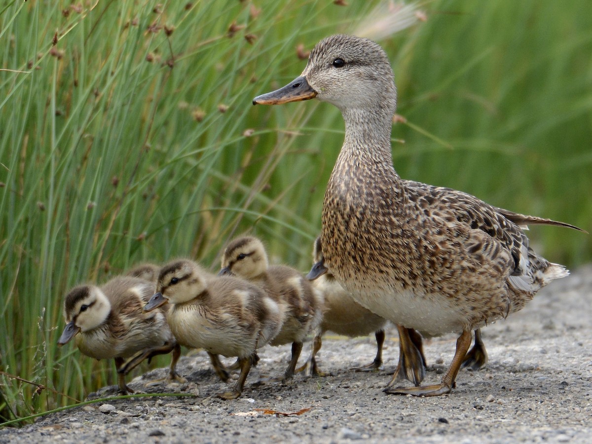 Female and chick