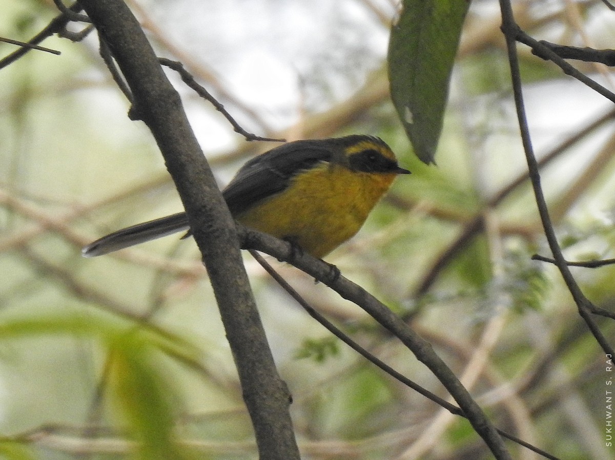 Yellow-bellied Fairy-Fantail - ML300136521