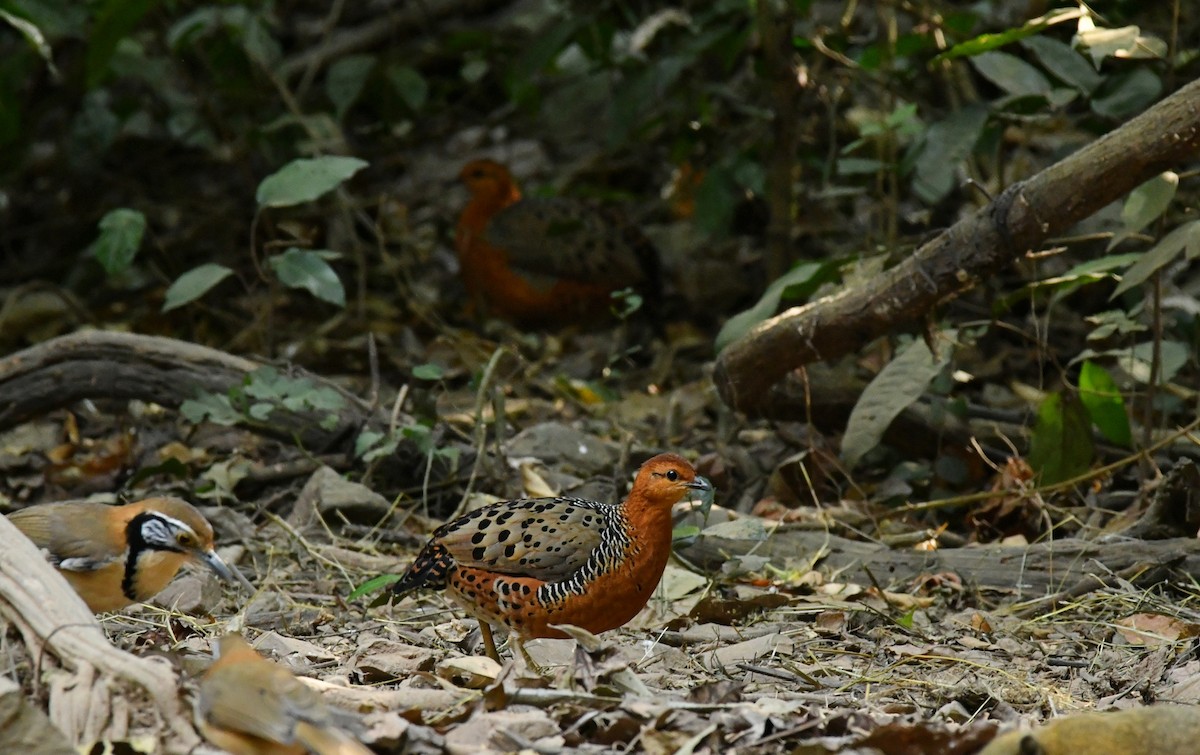 Ferruginous Partridge - ML300136951