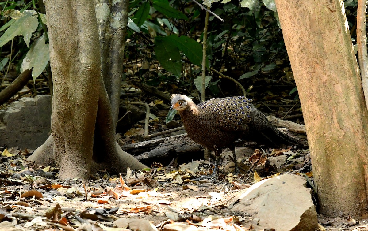 Gray Peacock-Pheasant - ML300137781