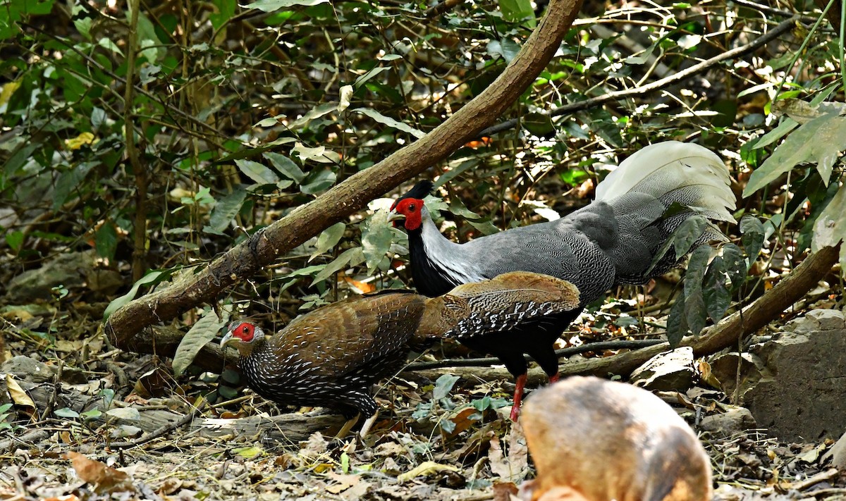 Kalij Pheasant - ML300137821