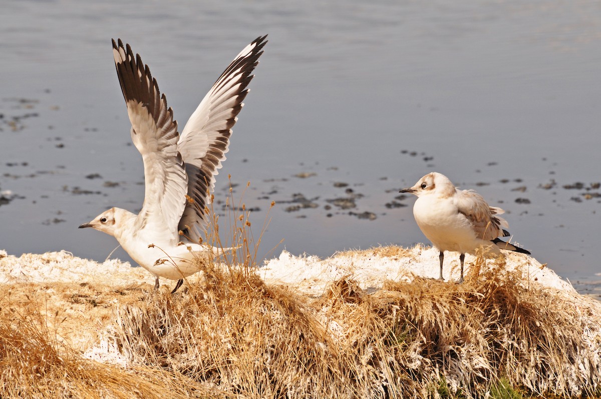 Gaviota Andina - ML300137971