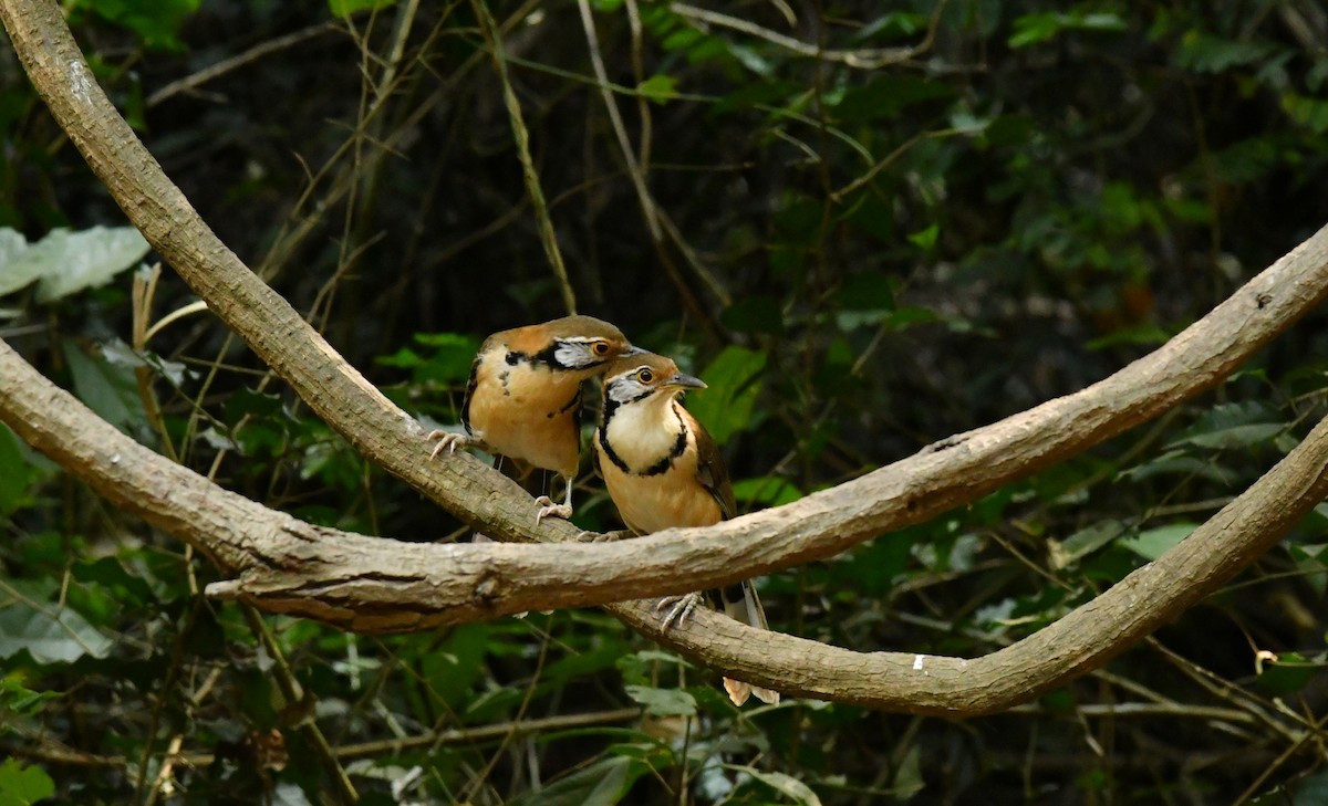 Greater Necklaced Laughingthrush - ML300138491