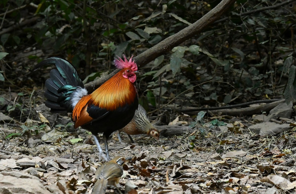 Red Junglefowl - ML300138661