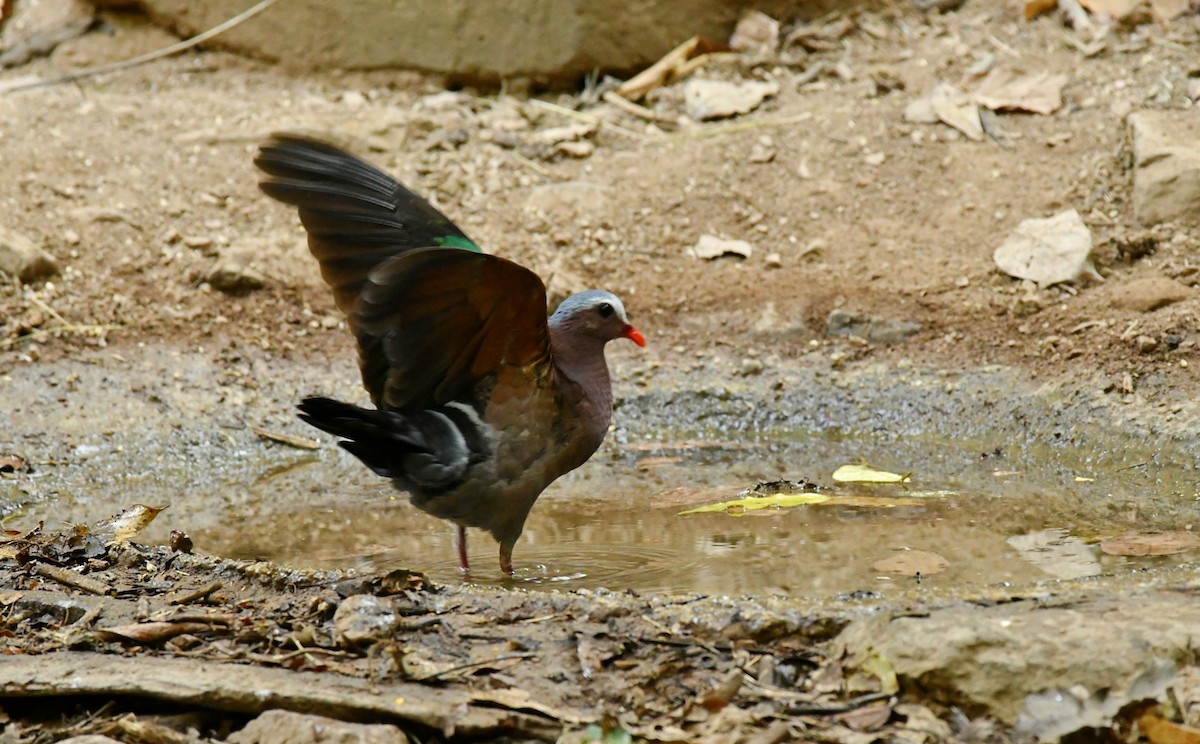 Asian Emerald Dove - ML300138771