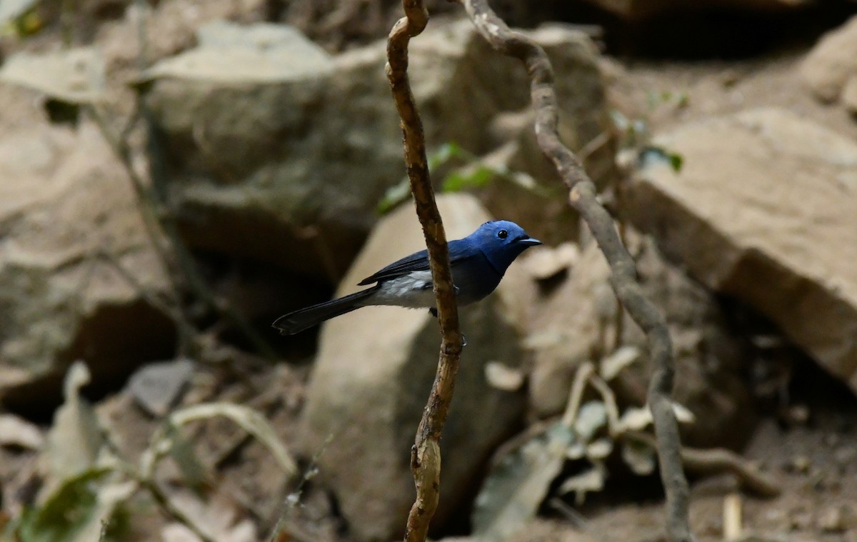 Black-naped Monarch - ML300139161