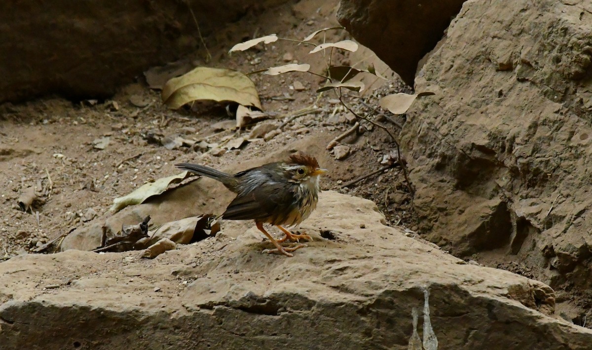 Puff-throated Babbler - ML300139441