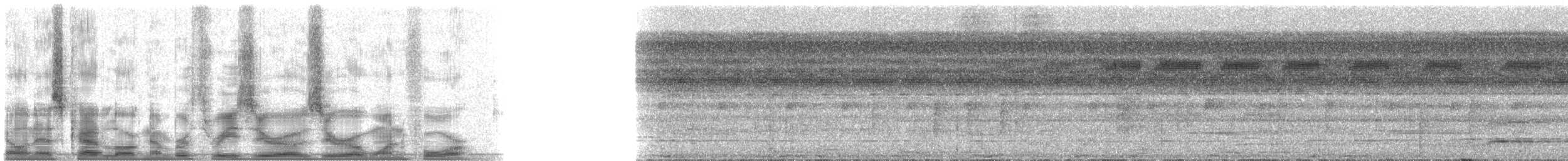 Tinamou de Bartlett - ML30014