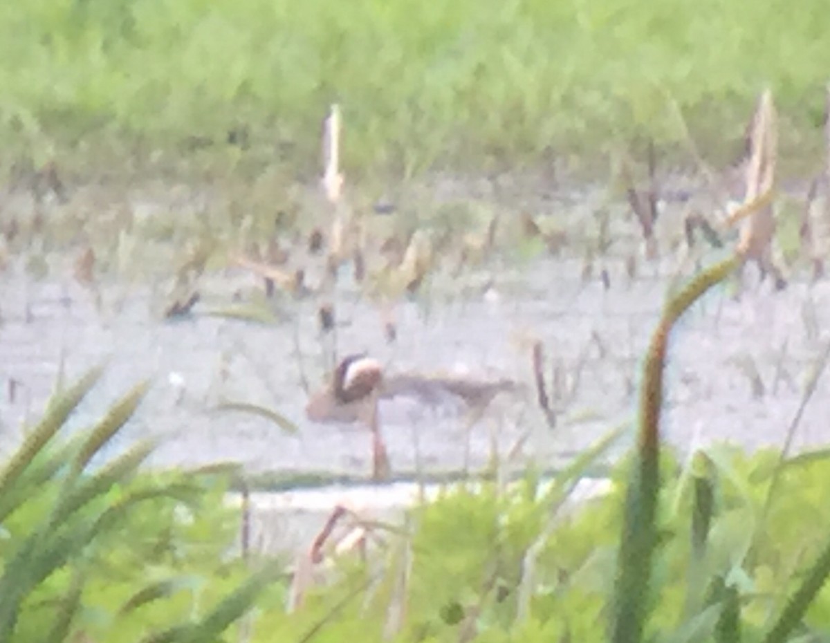 Garganey - ML30014001