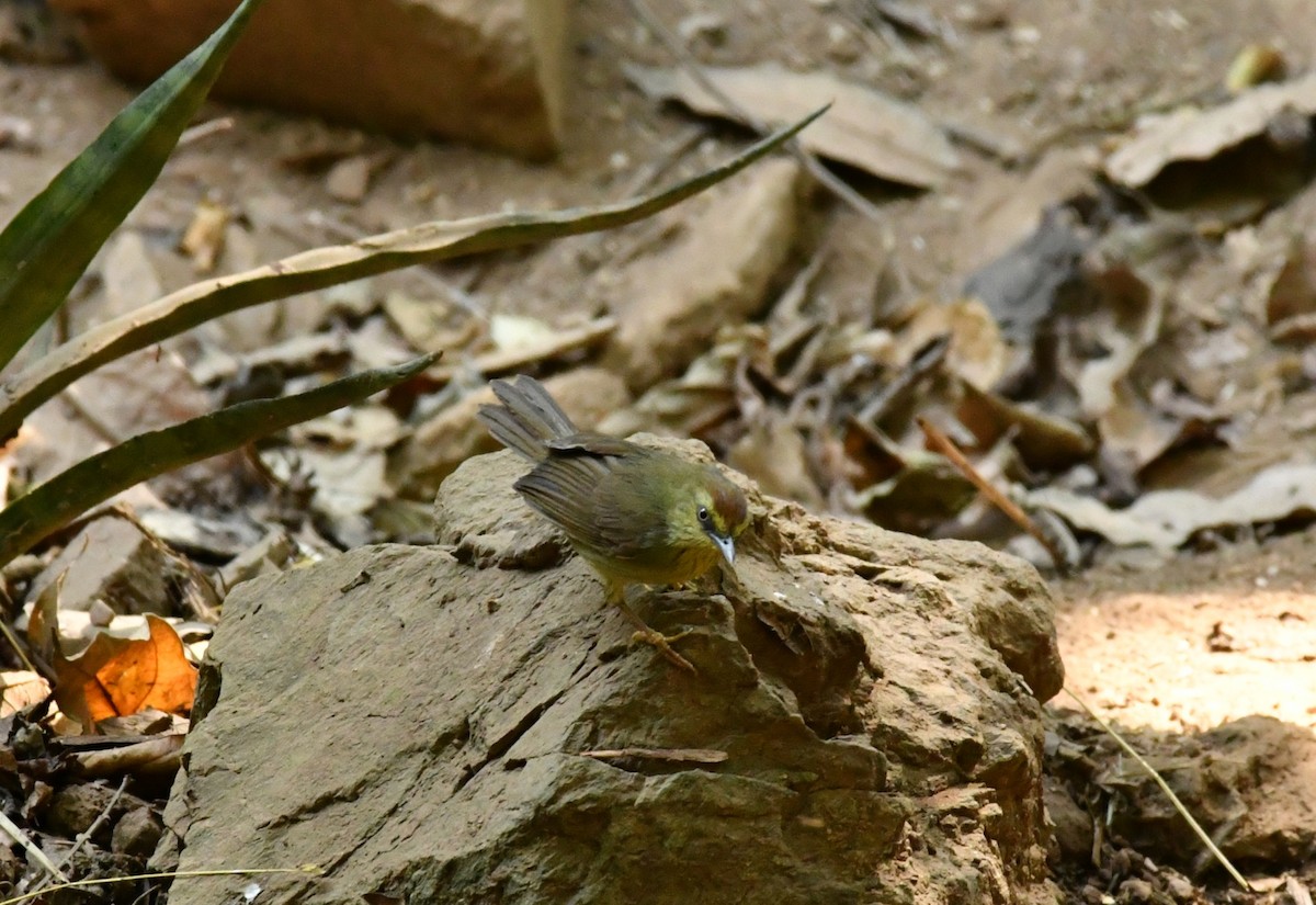 Pin-striped Tit-Babbler - ML300140111