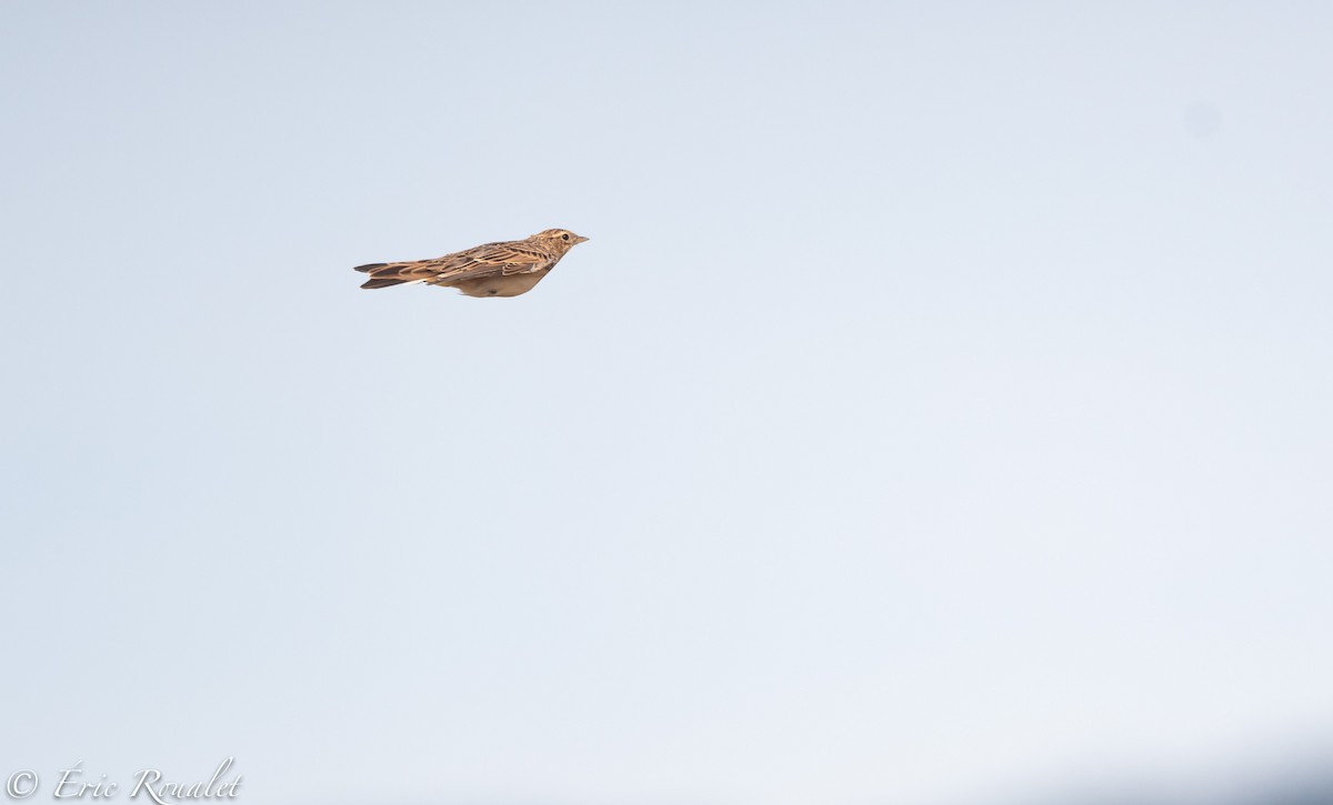 Eurasian Skylark (European) - ML300140881