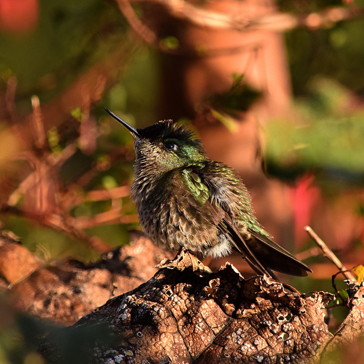 Green-backed Firecrown - Tamara Catalán Bermudez