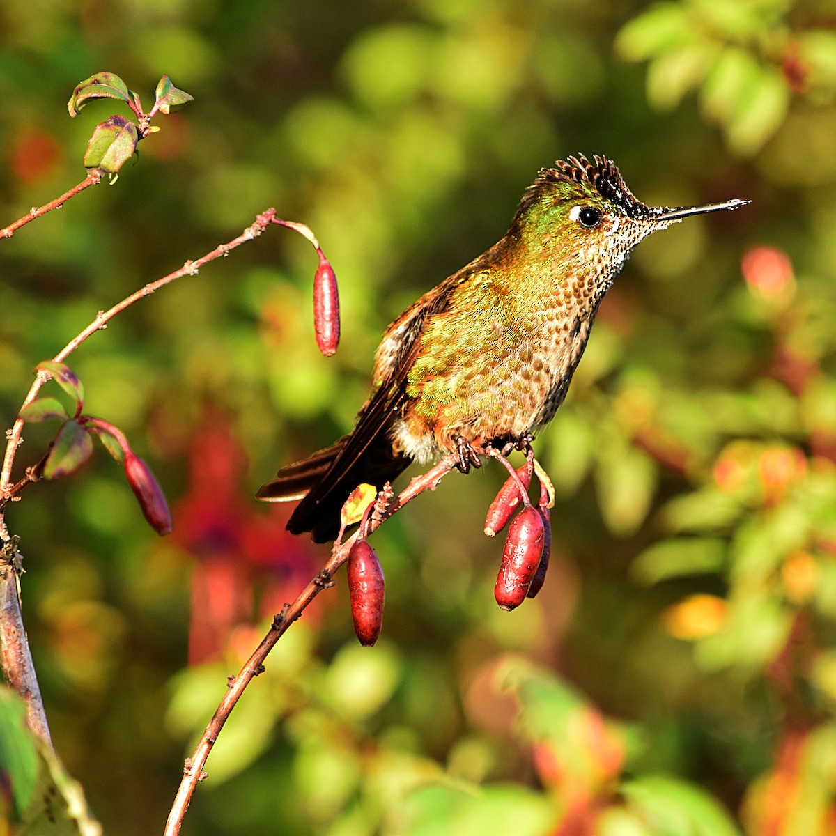 Green-backed Firecrown - Tamara Catalán Bermudez