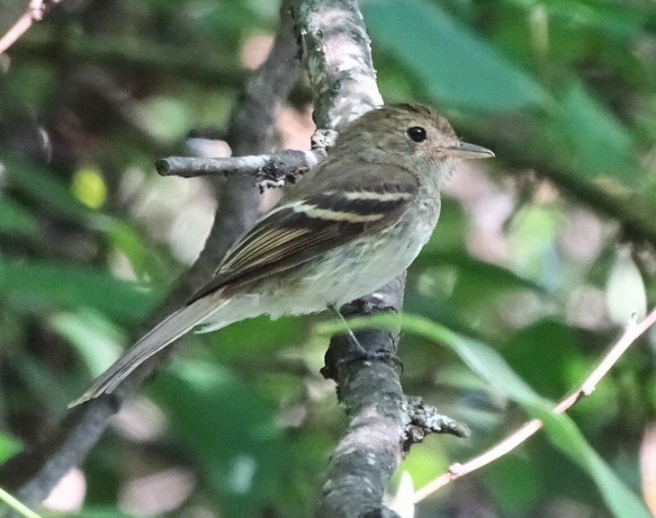 Euler's Flycatcher - ML300141971