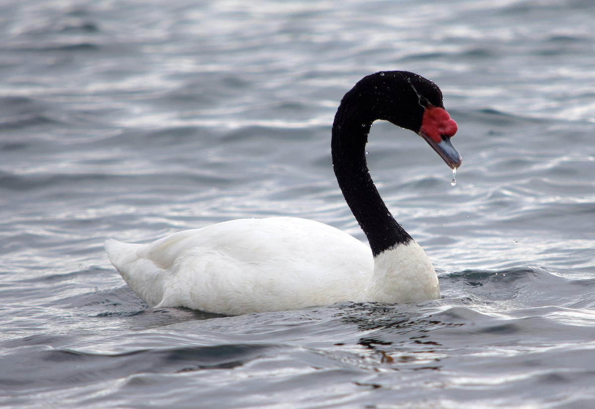 Black-necked Swan - ML300142361