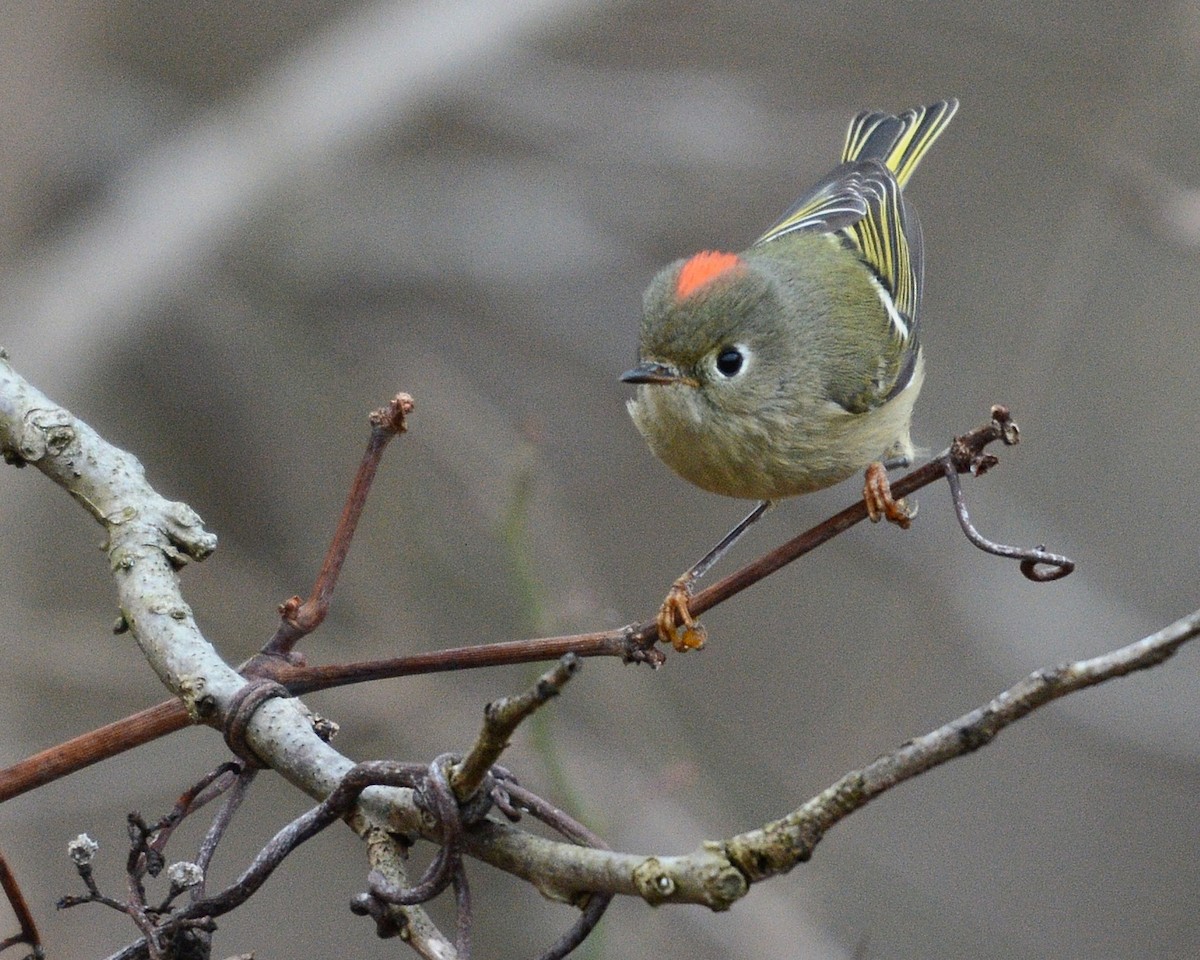 Ruby-crowned Kinglet - ML300142611