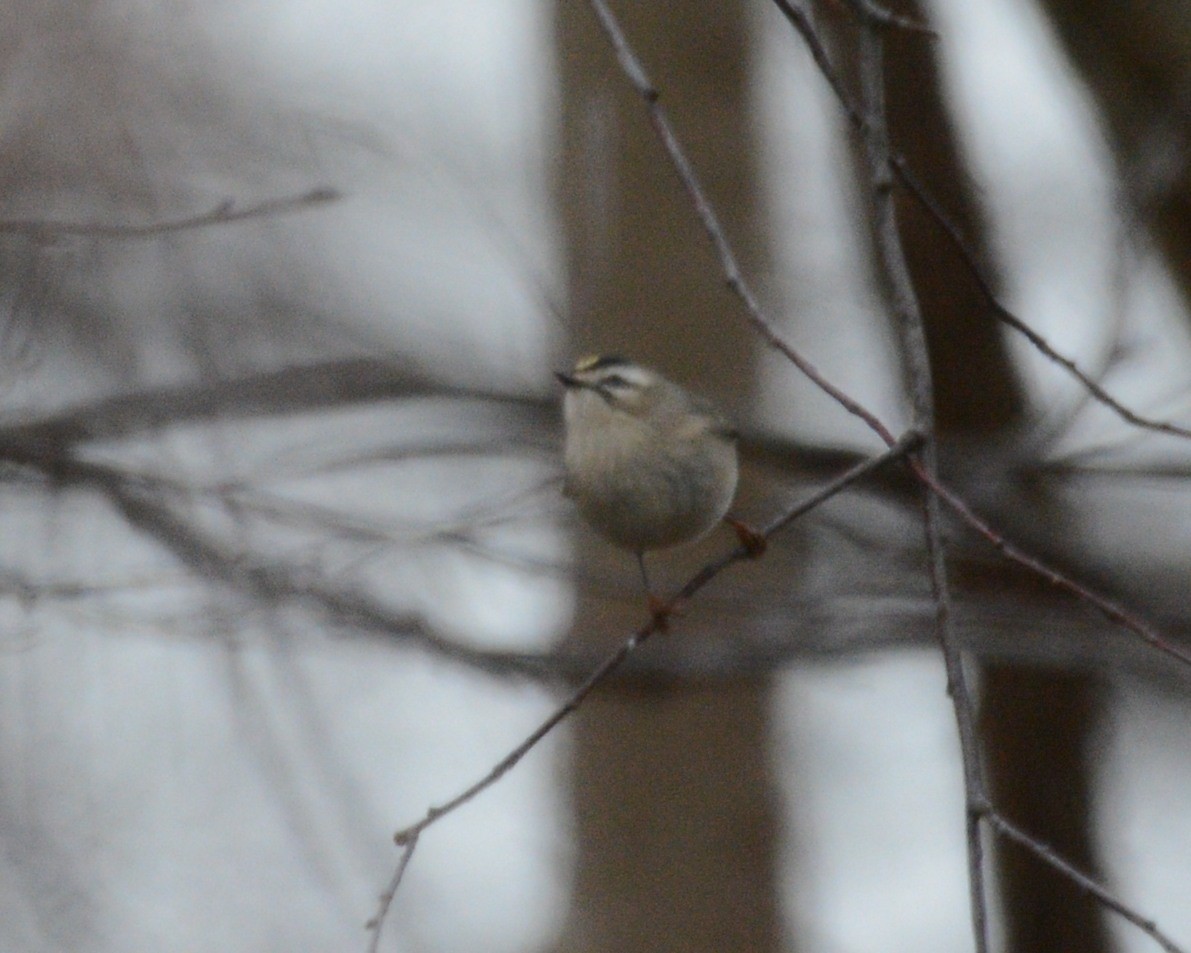 Golden-crowned Kinglet - ML300142811