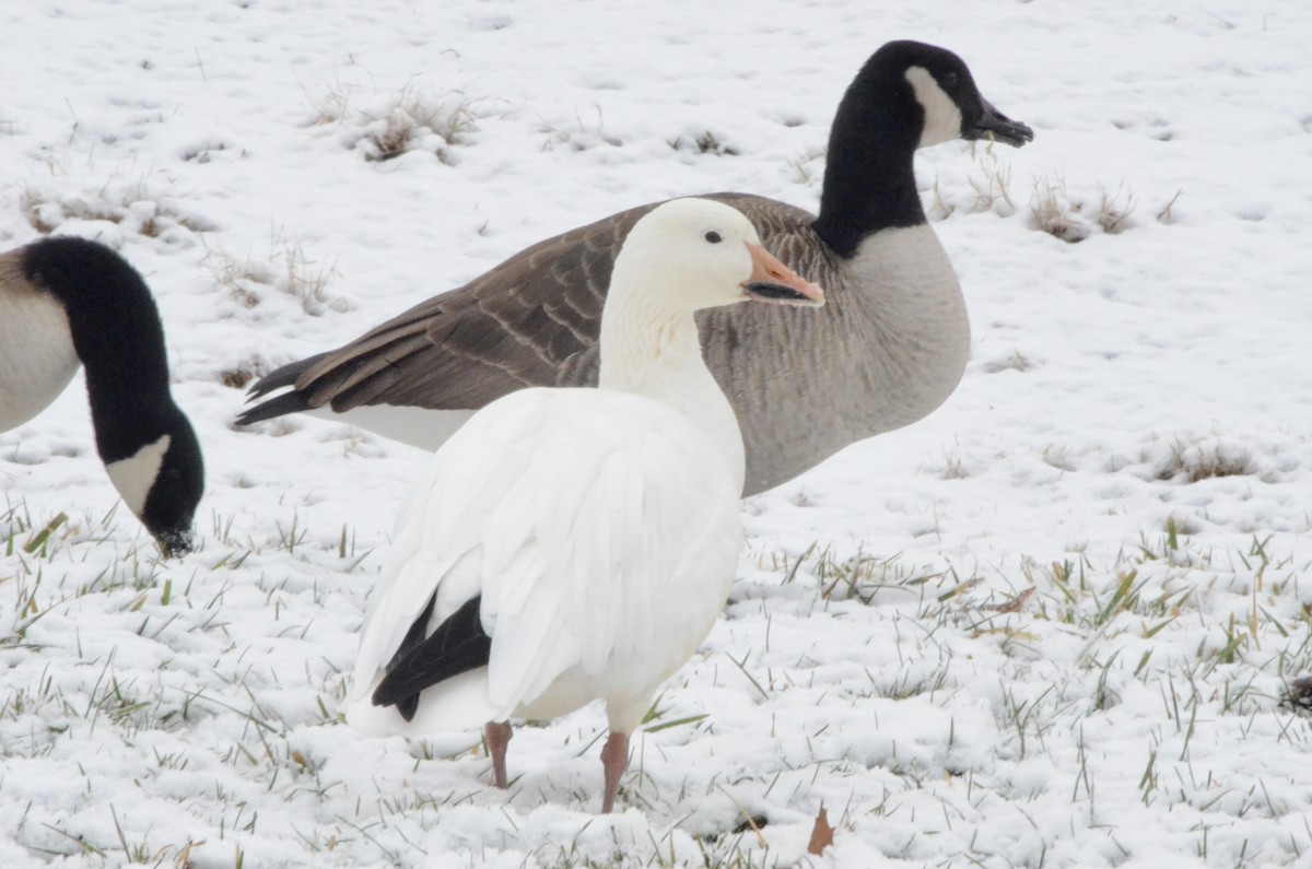 Snow Goose - Heather Edwards