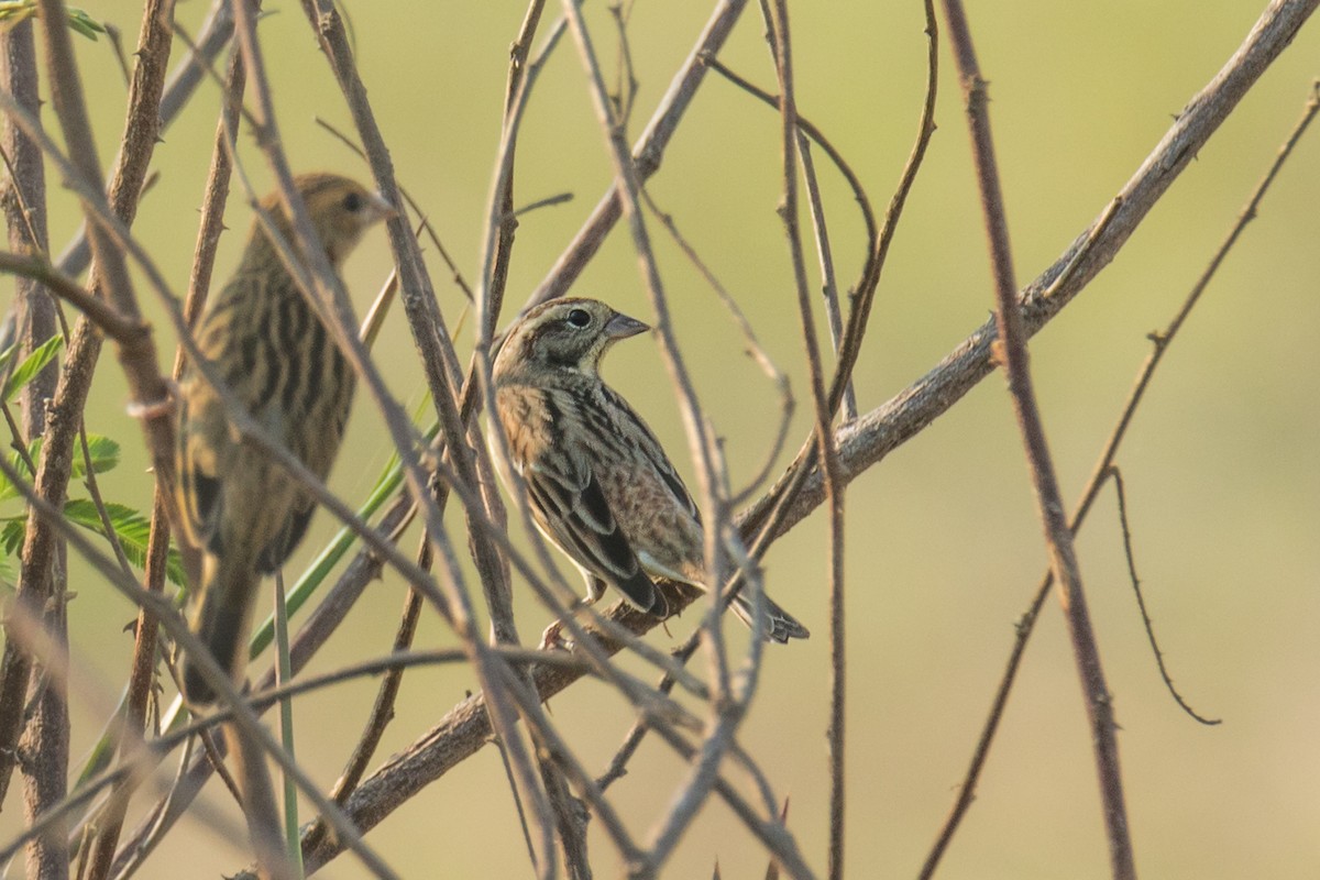 Yellow-breasted Bunting - ML300143501