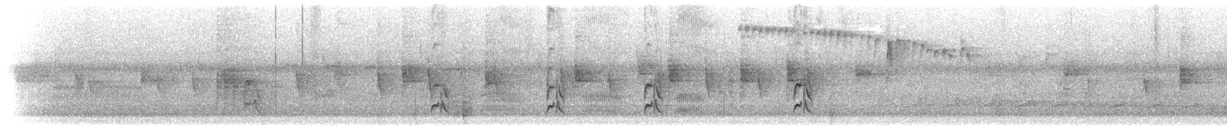 パナマヒタキモドキ - ML300144