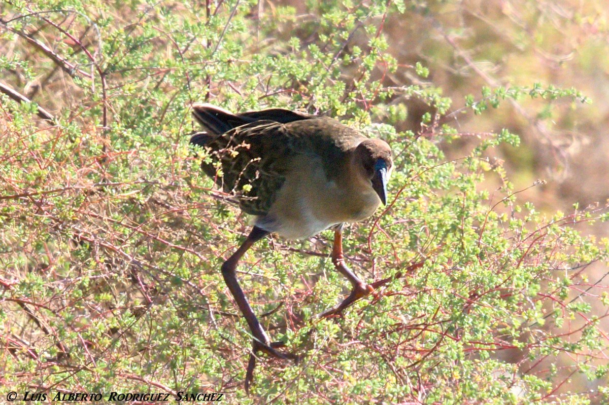 Allen's Gallinule - ML300144921