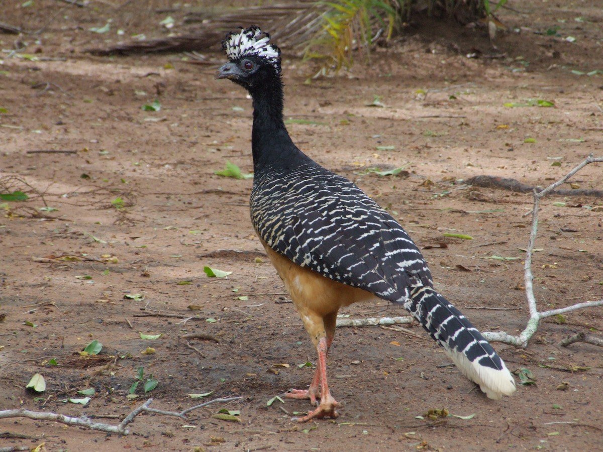 Bare-faced Curassow - ML300145041