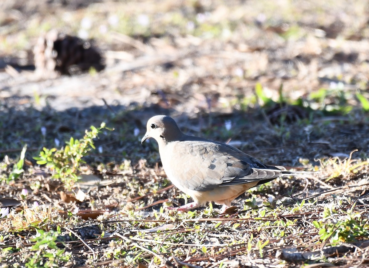 Mourning Dove - ML300145211