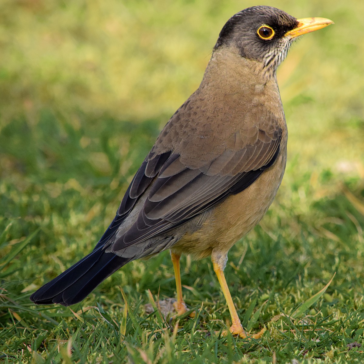 Austral Thrush - ML300145291