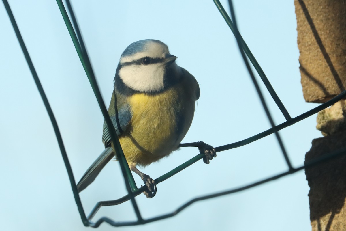 Eurasian Blue Tit - Letty Roedolf Groenenboom