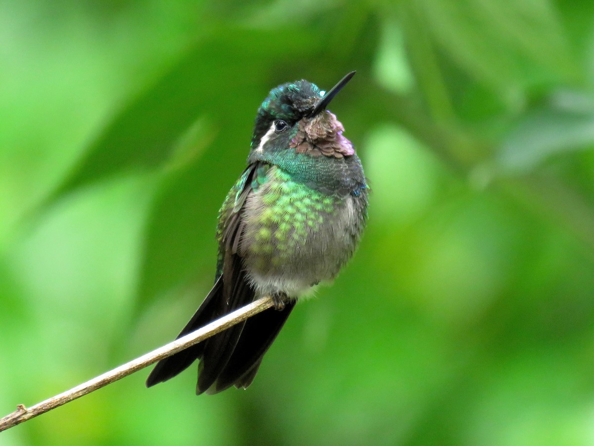 kolibřík fialovohrdlý - ML30014661